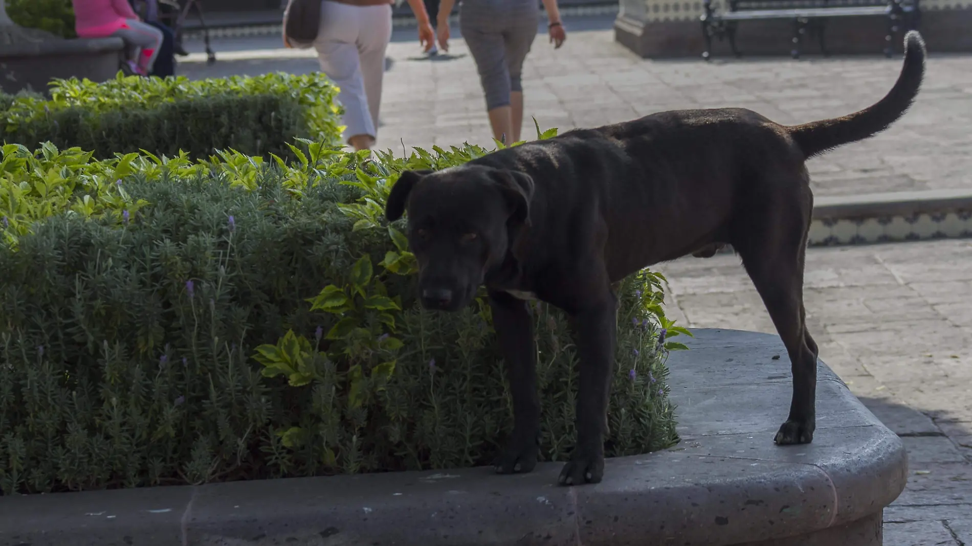 Con el fin de mejorar el cuidado animal en la comunidad de San Francisco se realiz_ un